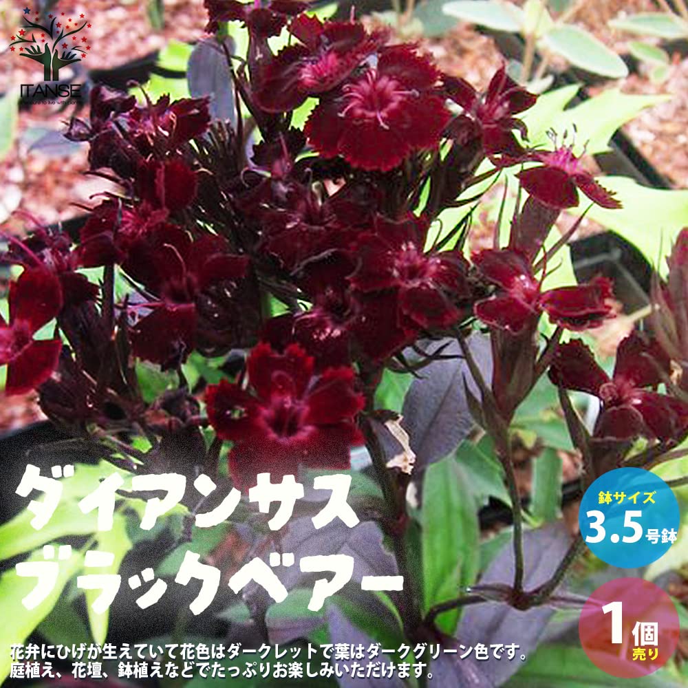 つータンさん専用】5苗（ouro☓1苗、タイベジタブル☓1苗、D